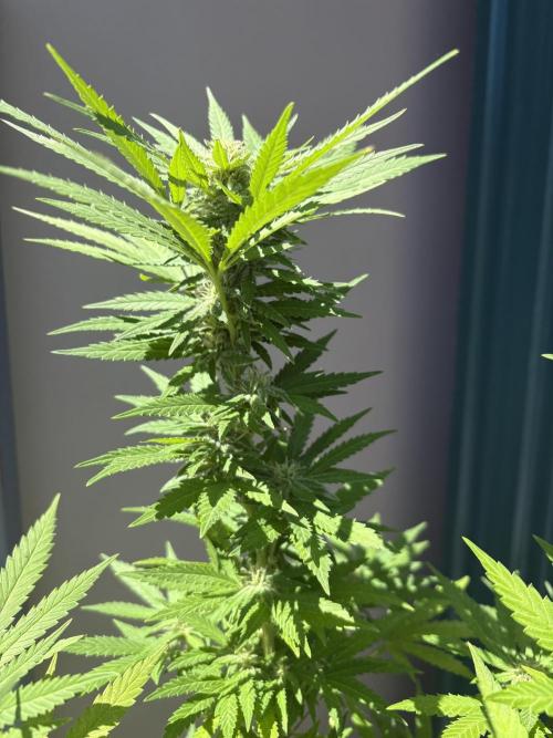 Gelato Exterior. Week 20