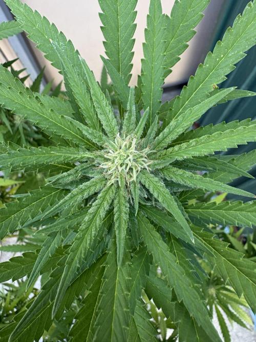 Gelato Exterior. Week 20