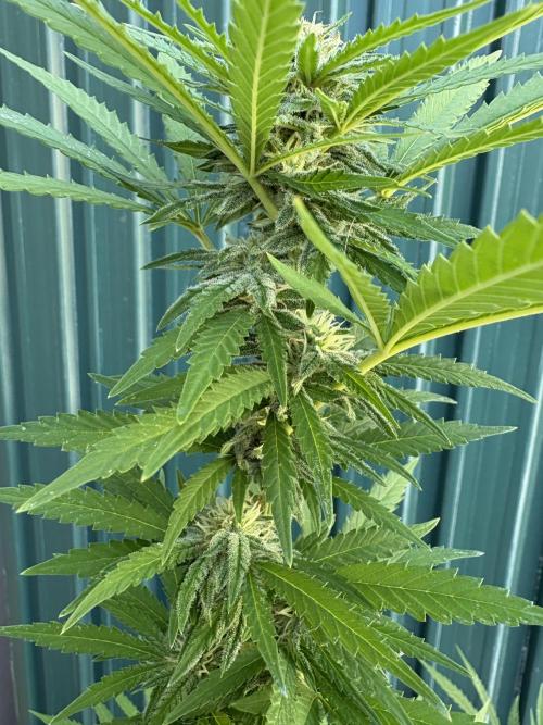 Gelato Exterior. Week 20