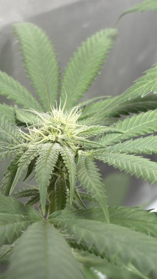 Mango Cake Crasher. Week 17