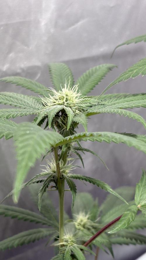 Mango Cake Crasher. Week 17