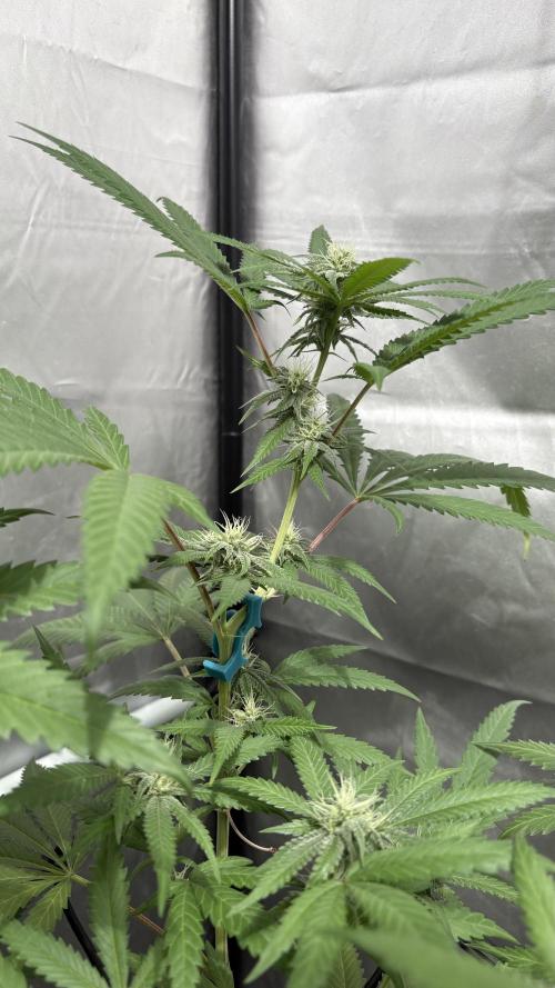 Mango Cake Crasher. Week 17