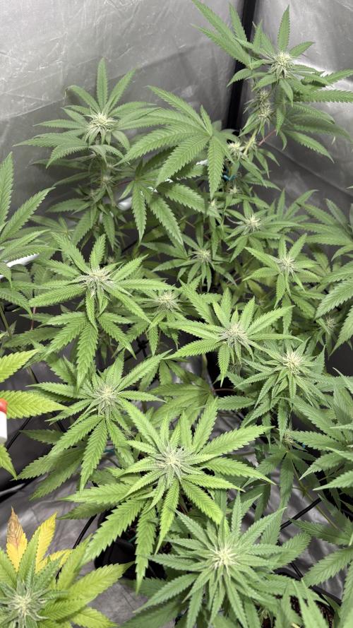 Mango Cake Crasher. Week 17