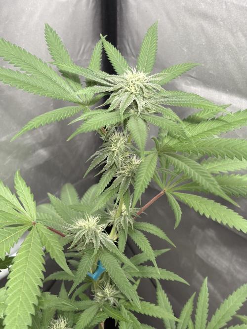 Mango Cake Crasher. Week 17