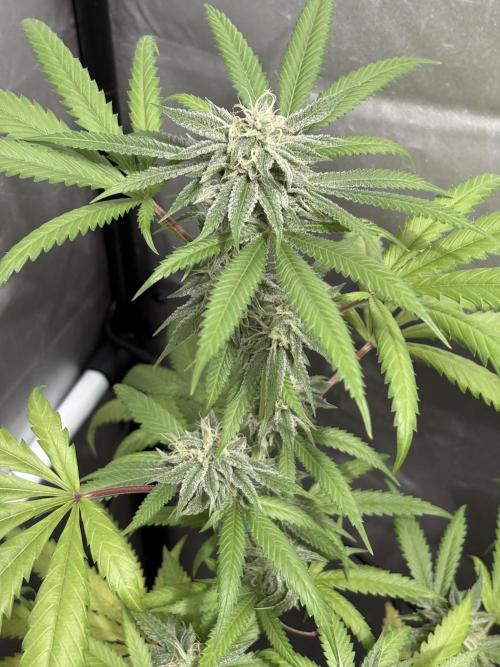 Mango Cake Crasher. Week 17