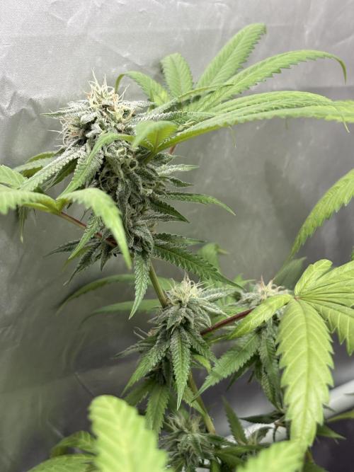 Mango Cake Crasher. Week 17
