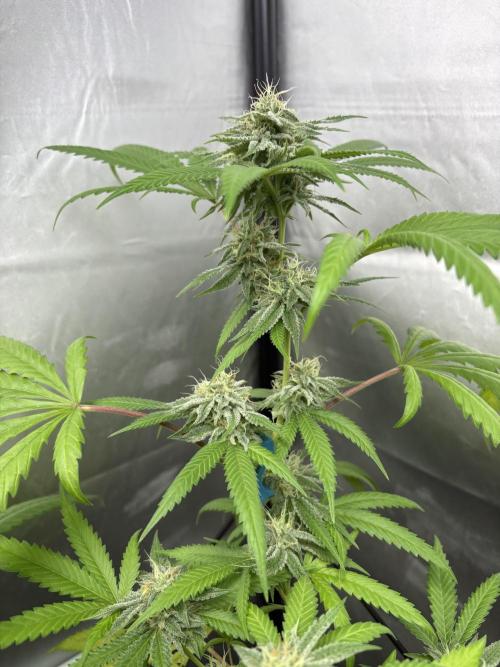 Mango Cake Crasher. Week 17