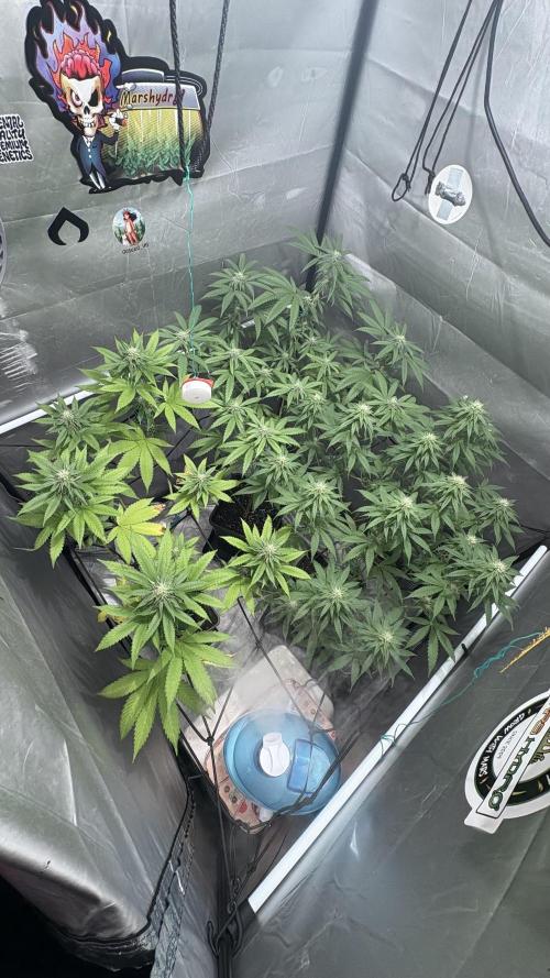 Mango Cake Crasher. Week 17