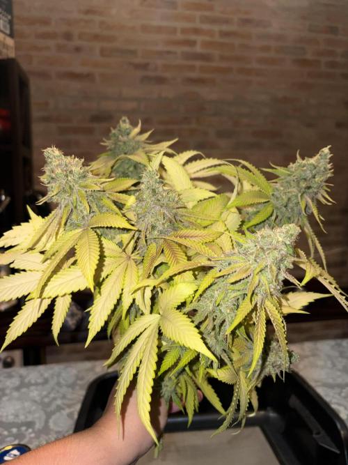 Oreoz Milkshake. Week 16
