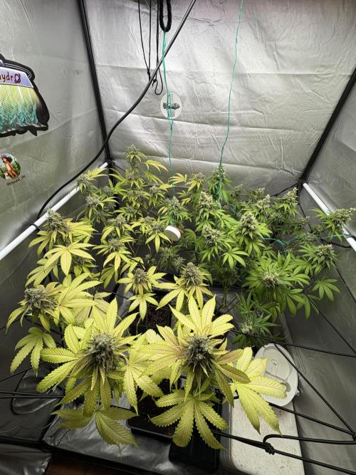 Oreoz Milkshake. Week 16