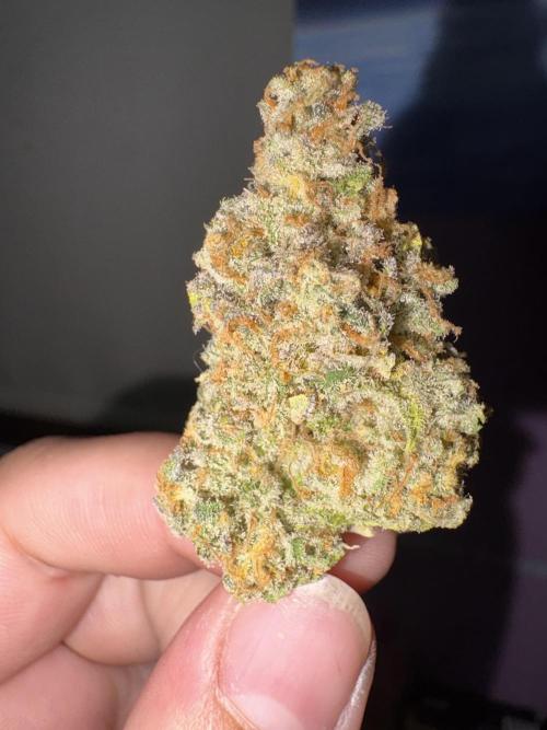 Oreoz Milkshake. Week 16