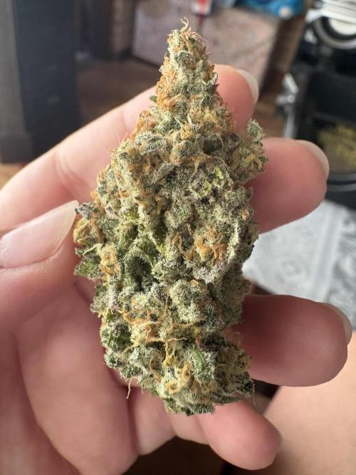 Oreoz Milkshake. Week 16