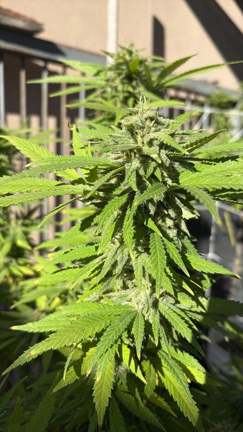 Gelato Exterior. Week 23