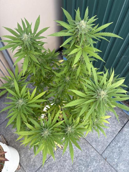 Gelato Exterior. Week 23