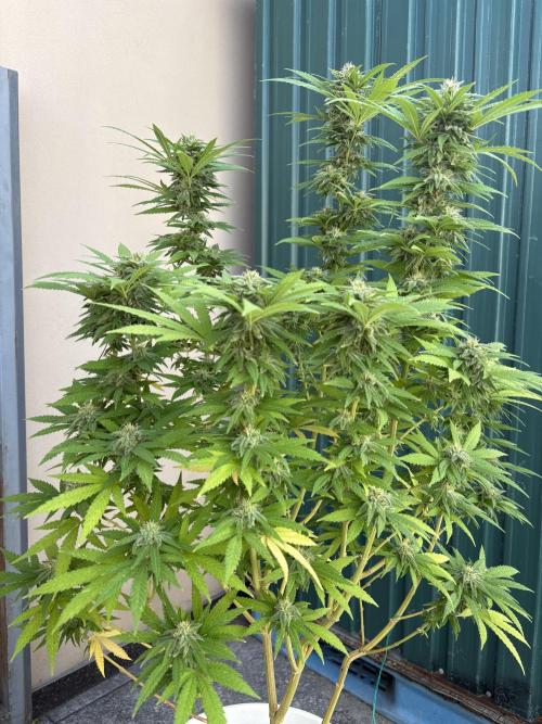 Gelato Exterior. Week 23