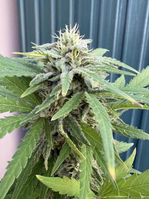 Gelato Exterior. Week 23