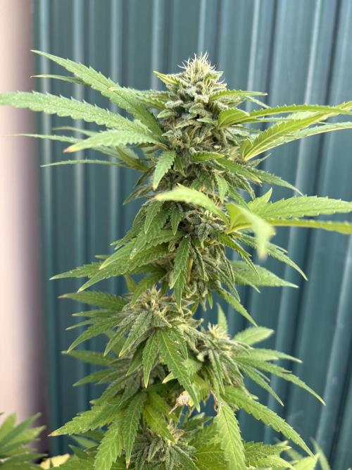 Gelato Exterior. Week 23