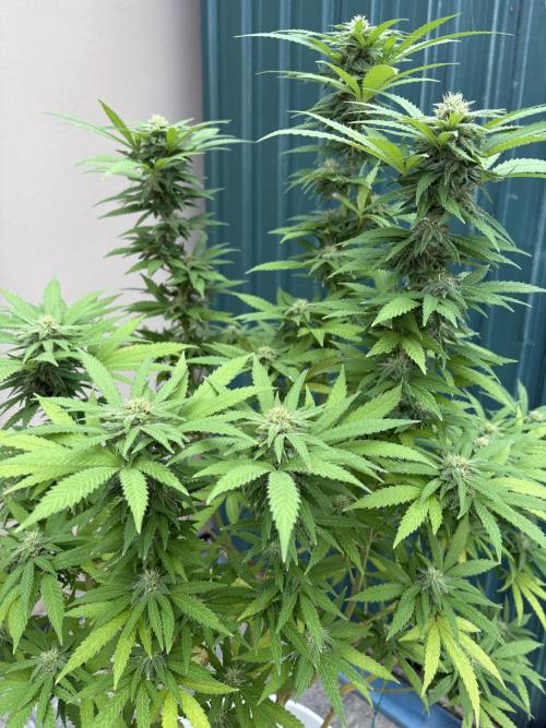 Gelato Exterior. Week 23
