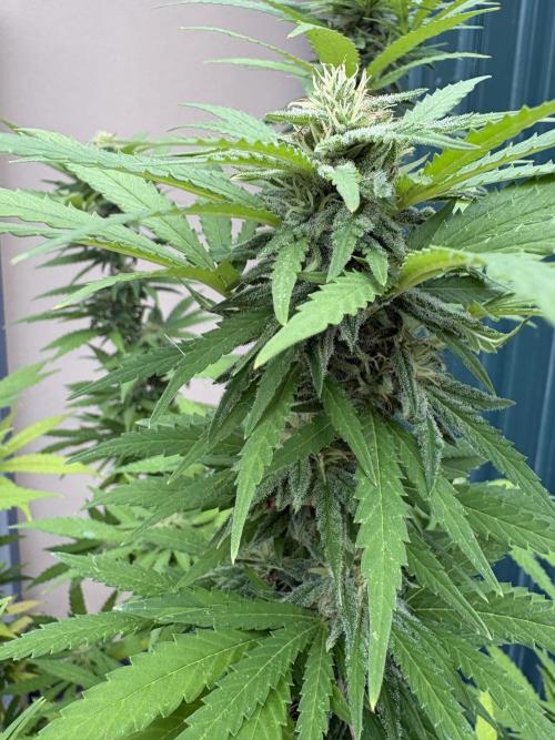 Gelato Exterior. Week 23