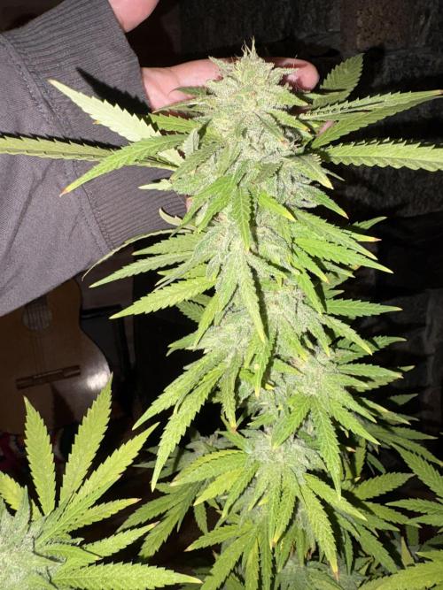 Gelato Exterior. Week 23