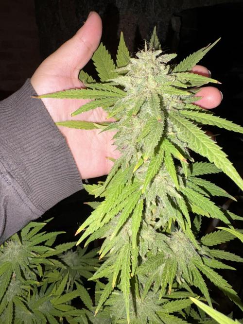 Gelato Exterior. Week 23