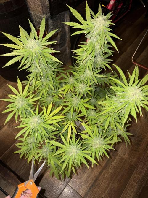 Gelato Exterior. Week 23