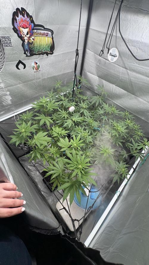 Oreoz Milkshake f3. Week 1