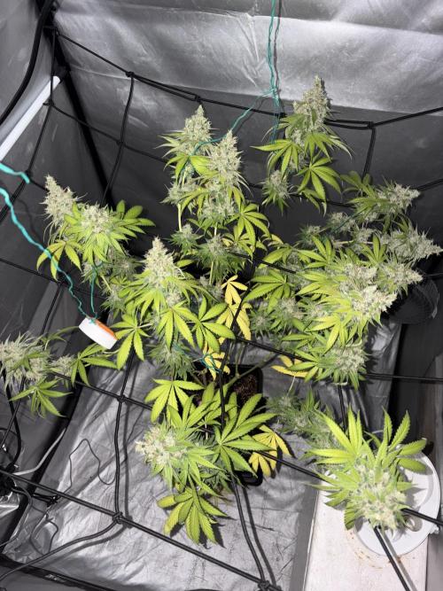 Oreoz Milkshake f3. Week 7