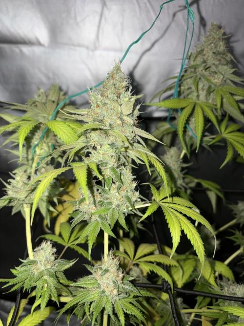 Oreoz Milkshake f3. Week 7