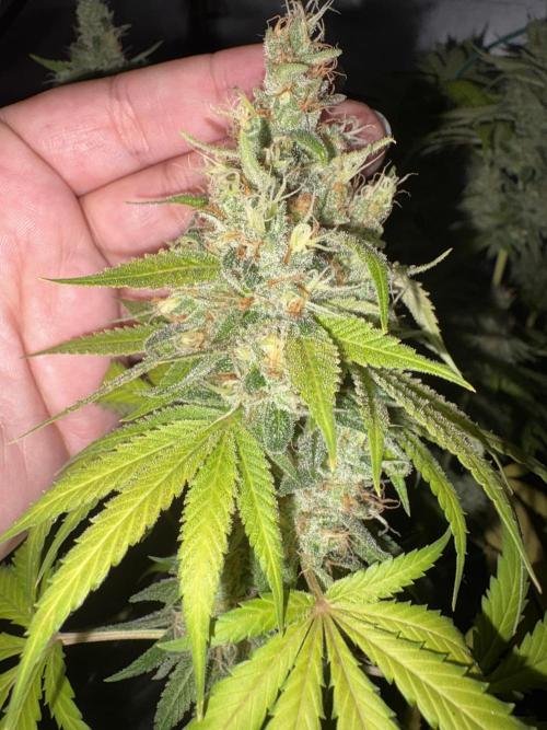 Oreoz Milkshake f3. Week 7
