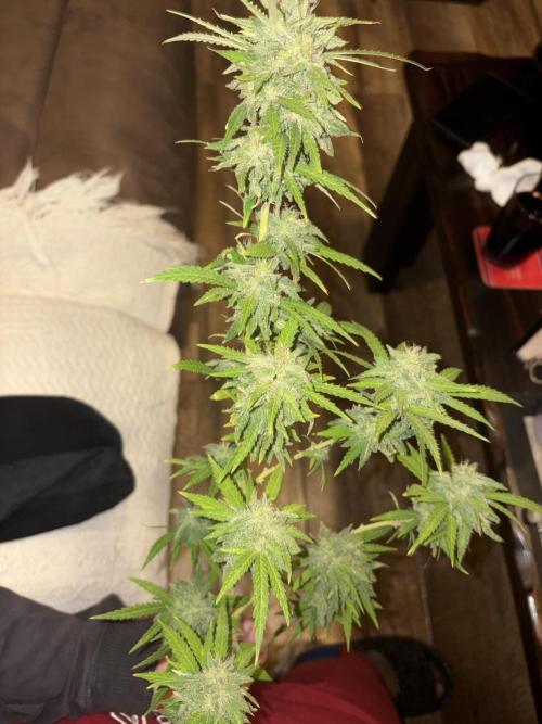 Gelato Exterior. Week 24