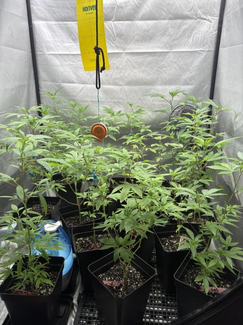 Oreoz Milkshake Fenotipo 1. Week 3