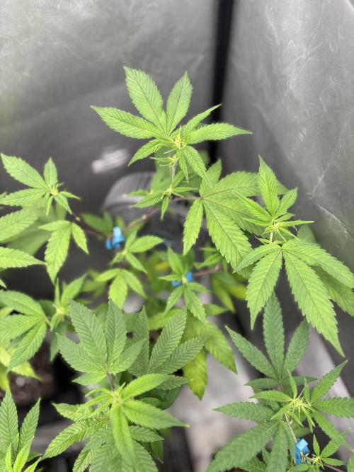 Oreoz Milkshake Fenotipo 1. Week 4