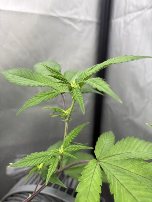 Oreoz Milkshake Fenotipo 1. Week 4