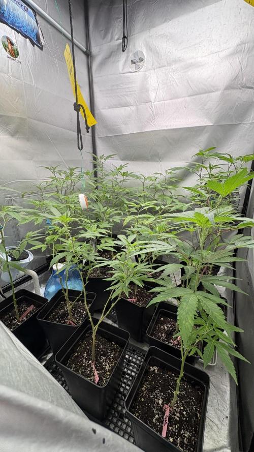 Oreoz Milkshake Fenotipo 1. Week 5