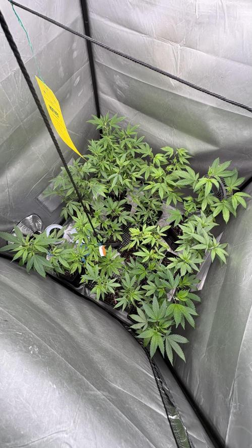 Oreoz Milkshake Fenotipo 1. Week 5