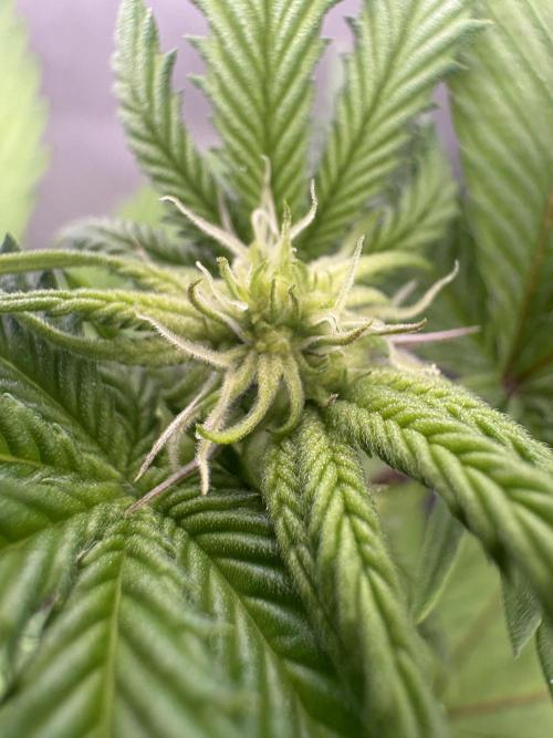 Oreoz Milkshake Fenotipo 1. Week 5