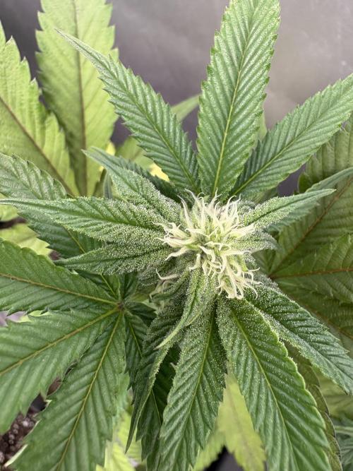 Oreoz Milkshake Fenotipo 1. Week 6