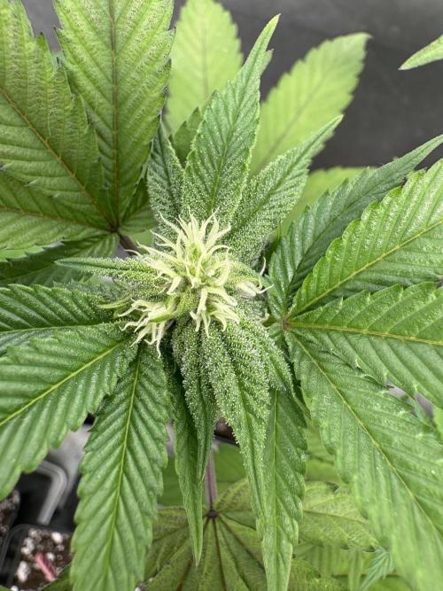 Oreoz Milkshake Fenotipo 1. Week 6