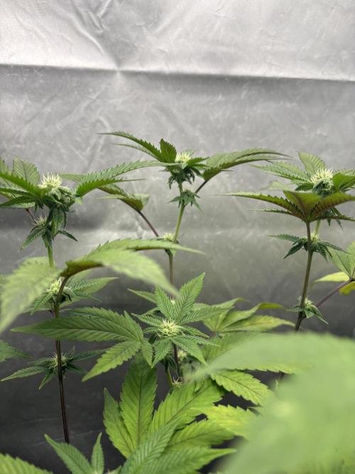 Oreoz Milkshake Fenotipo 1. Week 6