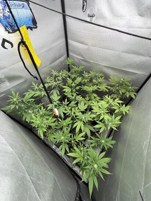 Oreoz Milkshake Fenotipo 1. Week 6