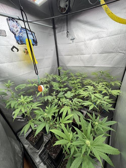 Oreoz Milkshake Fenotipo 1. Week 6