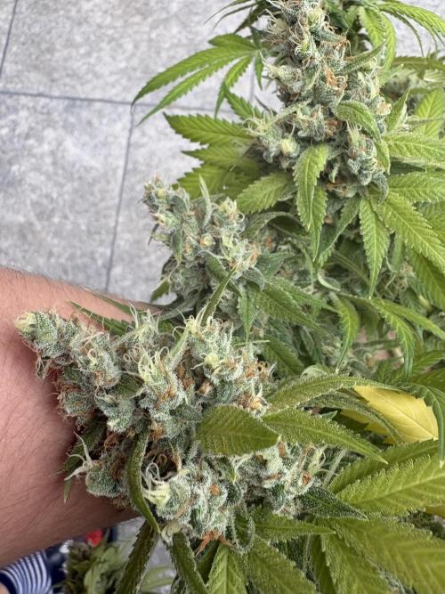 Oreoz Milkshake f3. Week 8