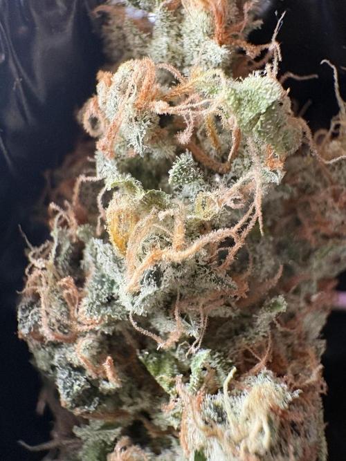 Oreoz Milkshake f3. Week 8