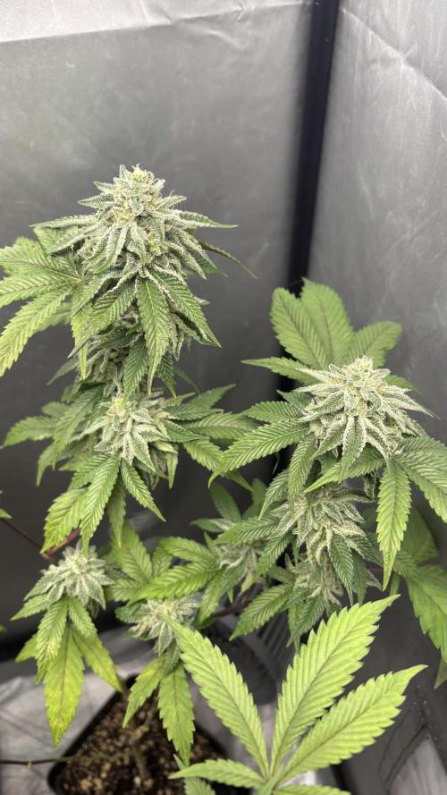 Oreoz Milkshake Fenotipo 1. Week 9