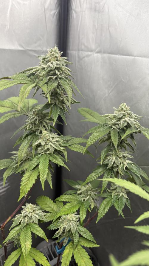 Oreoz Milkshake Fenotipo 1. Week 9