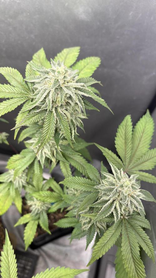 Oreoz Milkshake Fenotipo 1. Week 9