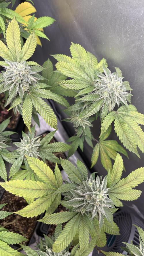 Oreoz Milkshake Fenotipo 1. Week 9