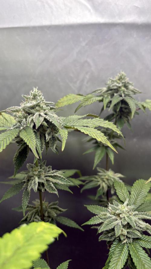 Oreoz Milkshake Fenotipo 1. Week 9