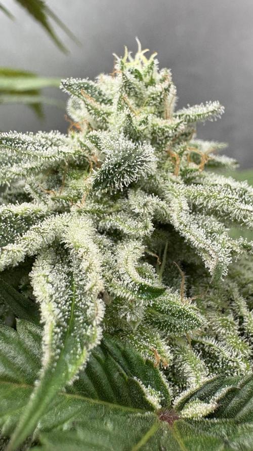 Oreoz Milkshake Fenotipo 1. Week 9